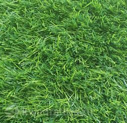 Искусственная трава Pretty Grass 35 2х1,9 = 3,8 м2